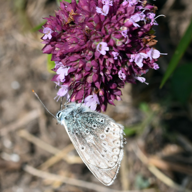 "Chalk Hill Blue #4" by Len Howell - $12.20 "Chalk Hill Blue #4" stock image