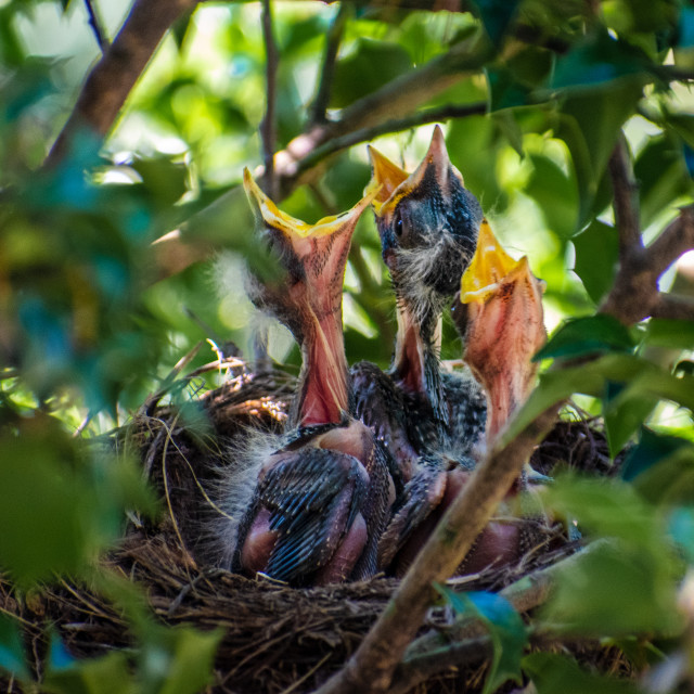 "Hungry Baby Robins in the Nest" stock image
