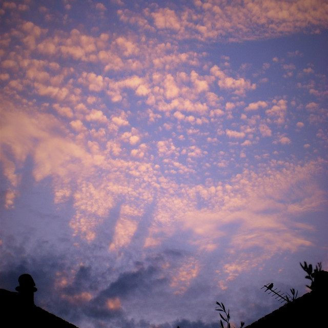 "Sunset with Blackbird, Holloway" stock image