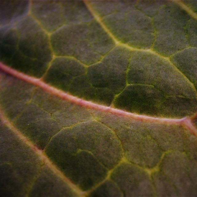 "Cabbage Leaf" stock image