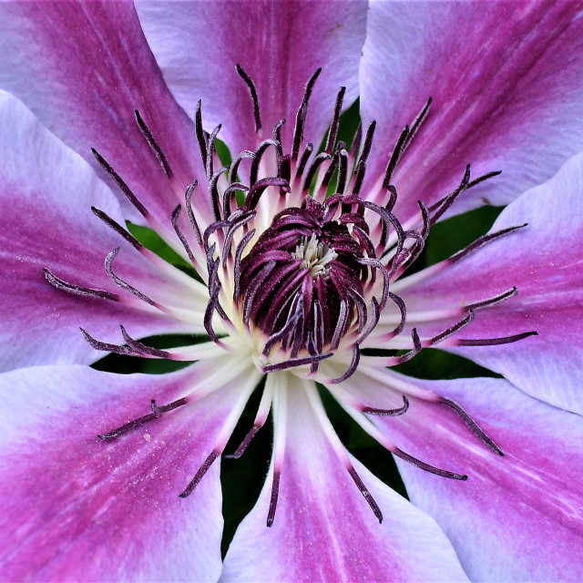 "Clematis" stock image