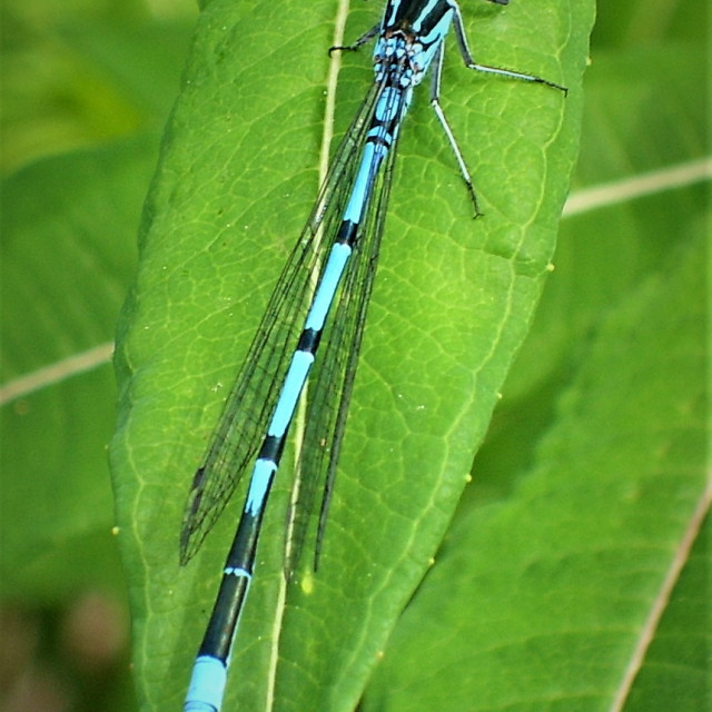 "Common Blue Damselfly" stock image