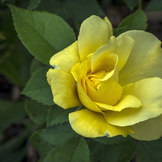 "The Yellow Rose" stock image