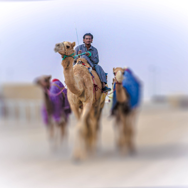 "The Shepherd & His Camels" by Sadiq A Al Qatari - £5.00 "The Shepherd & His Camels" stock image