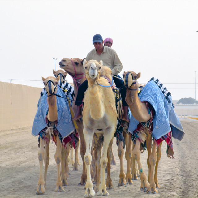 "Shepherds & Camels" by Sadiq A Al Qatari - £5.00 "Shepherds & Camels" stock image