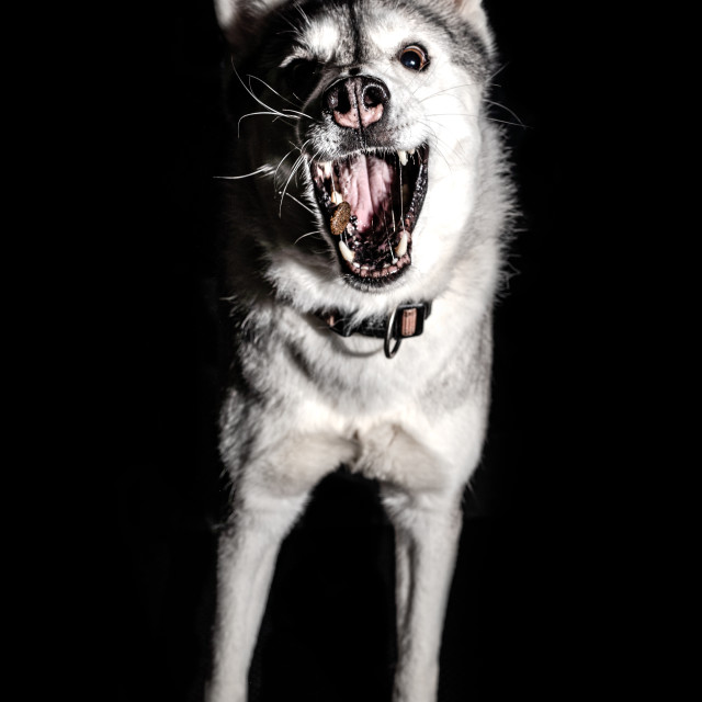 "Hungry Dog" by Charley Vision - $4.89 "Hungry Dog" stock image