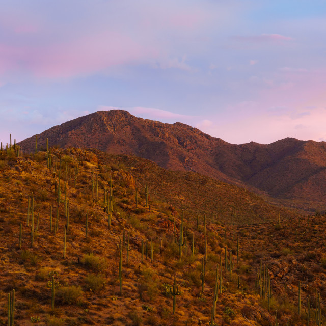 "Sonoran Sunset" by Caymin Hannan - £8.00 "Sonoran Sunset" stock image