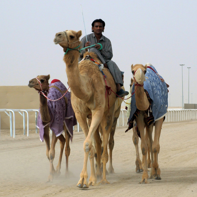 "Shepherd and Camels" by Sadiq A Al Qatari - £5.00 "Shepherd and Camels" stock image
