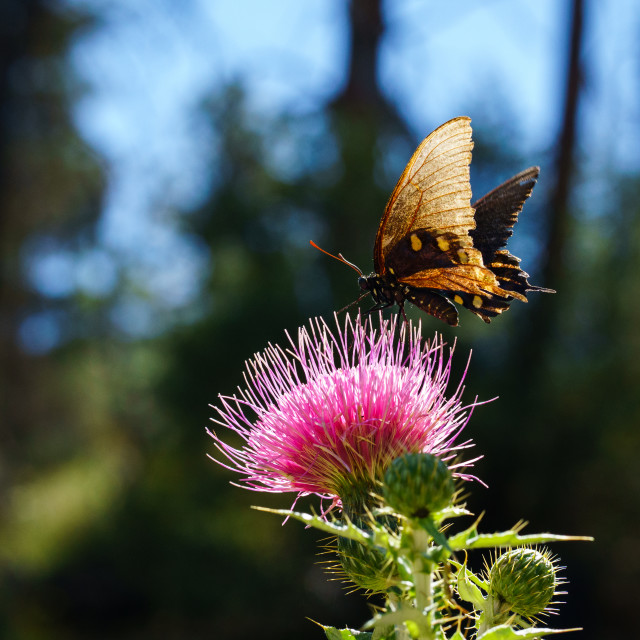 "This Butterfly Thistle" by Caymin Hannan - £17.00 "This Butterfly Thistle" stock image
