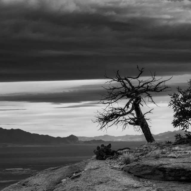 "Rock Tree" by Caymin Hannan - £17.00 "Rock Tree" stock image