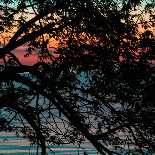 "Silhouette of Trees In Front Of An Ocean Sunrise - Cebu, The Philippines, Asia" by Lewis Fink - £10.00 "Silhouette of Trees In Front Of An Ocean Sunrise - Cebu, The Philippines, Asia" stock image