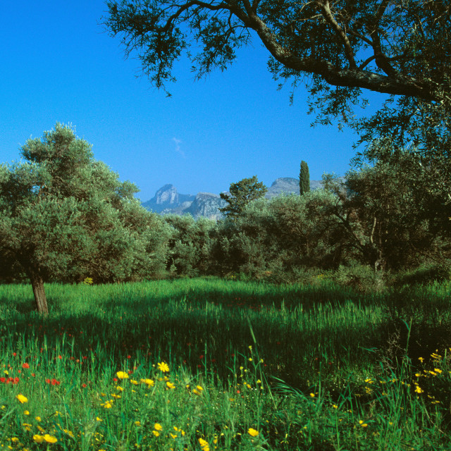 "Springtime in Cyprus" stock image