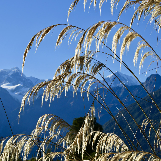 "South Island Scenery" stock image