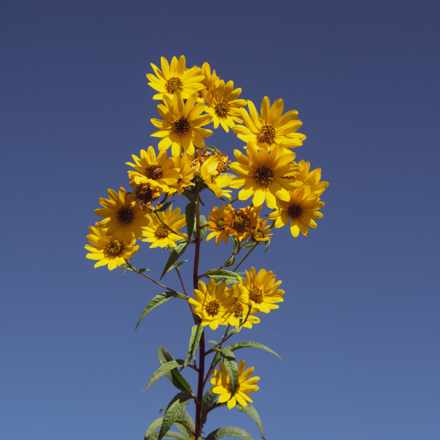 "brighter days" by Works By Willow - $25.40 "brighter days" stock image