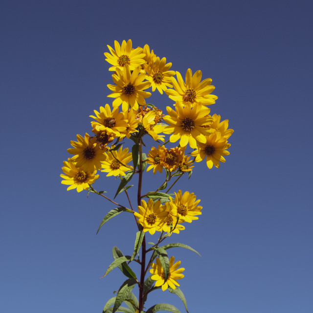 "brighter days" stock image