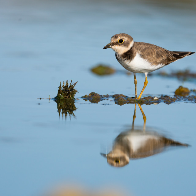 "Little Ringed Plover with perfect reflection" by Diogo Oliveira - $51.05 "Little Ringed Plover with perfect reflection" stock image