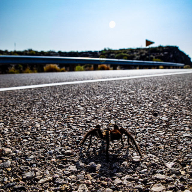 "Isty Bitsy Spider" stock image