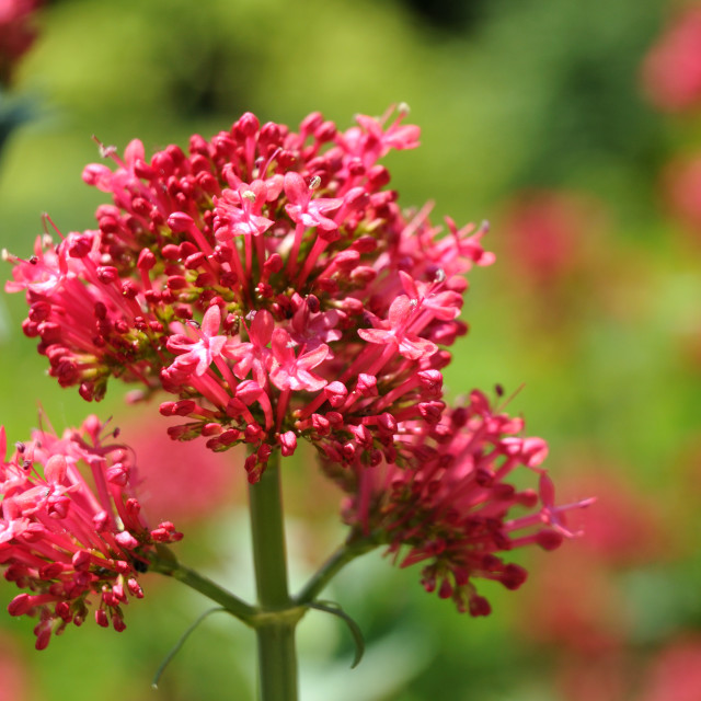 "close-up of inflorescence of a red valerian in a garden" stock image
