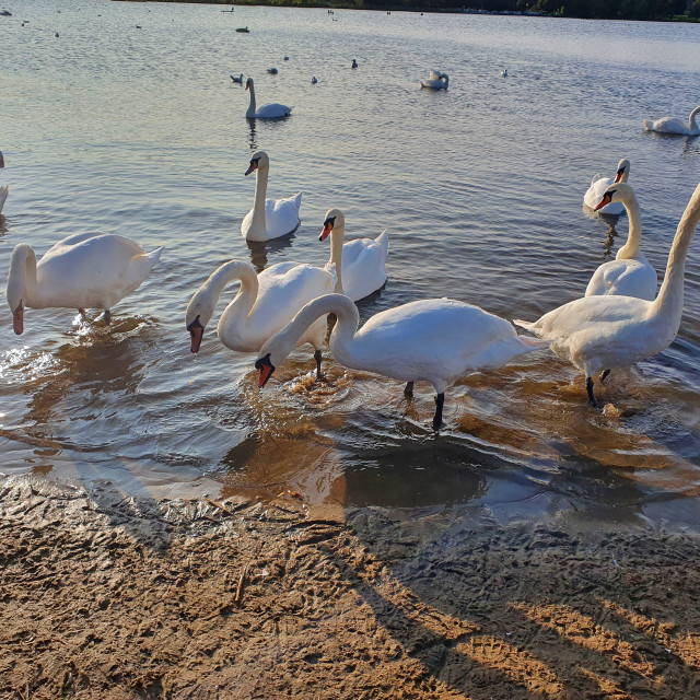 "Swans Reflecting" stock image