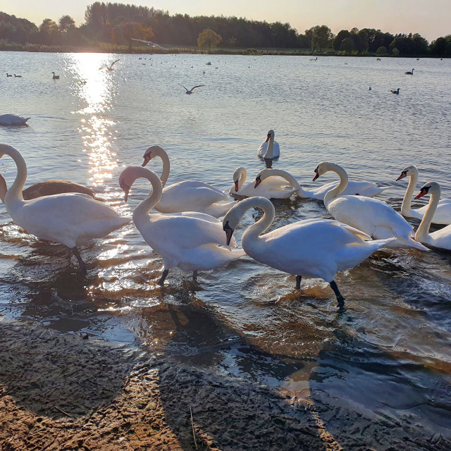 "Thinking Swans" stock image