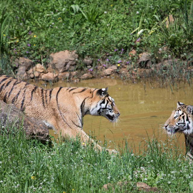 "Two tigers challenging each other with their gaze" stock image