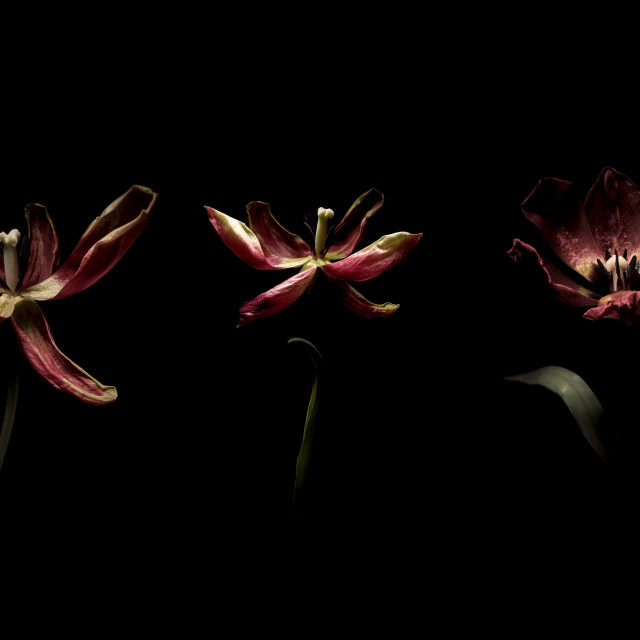 "Tulip Trio" stock image