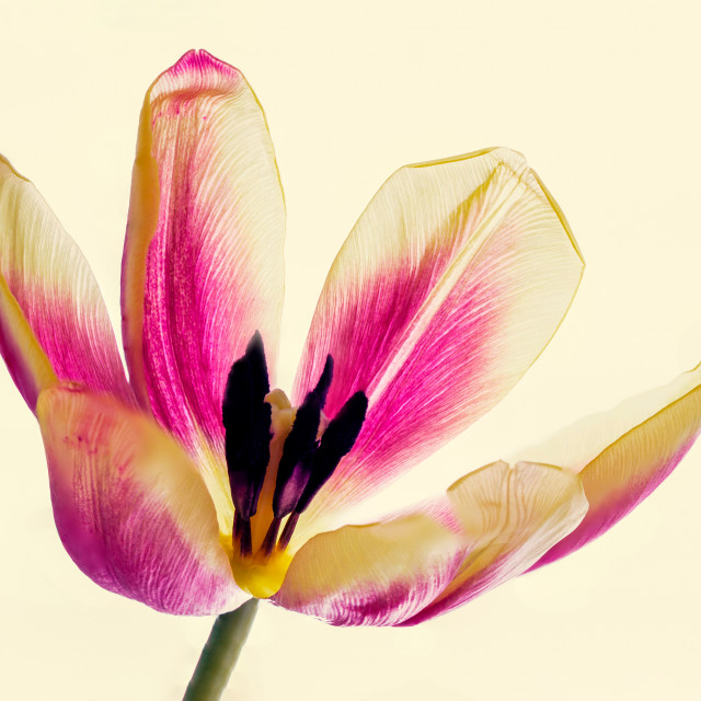 "Vibrant Tulip" stock image