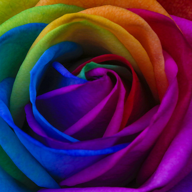 "Multicoloured Rose" stock image