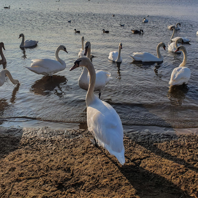 "Swans In Loch Hogganfields in Scotland" stock image