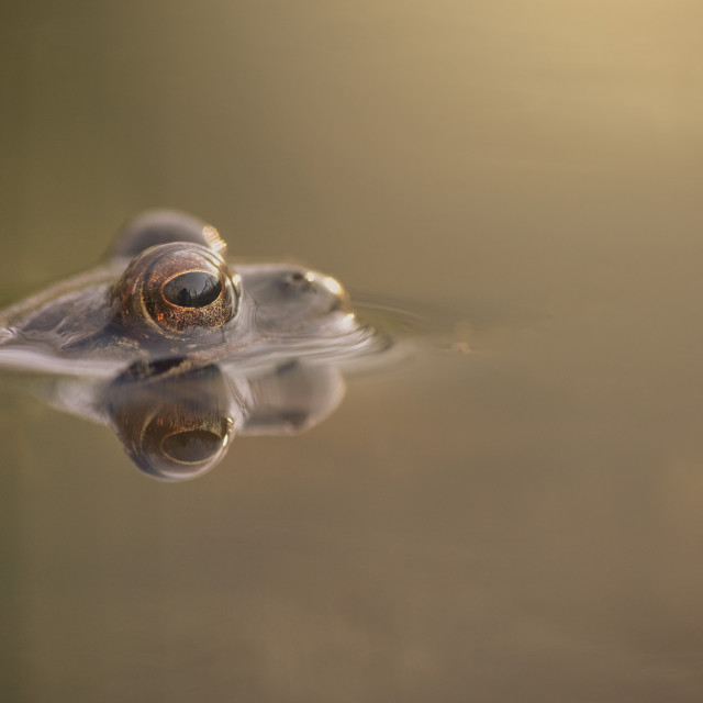 "Agile frog" by Tiberiu Sahlean - $6.21 "Agile frog" stock image