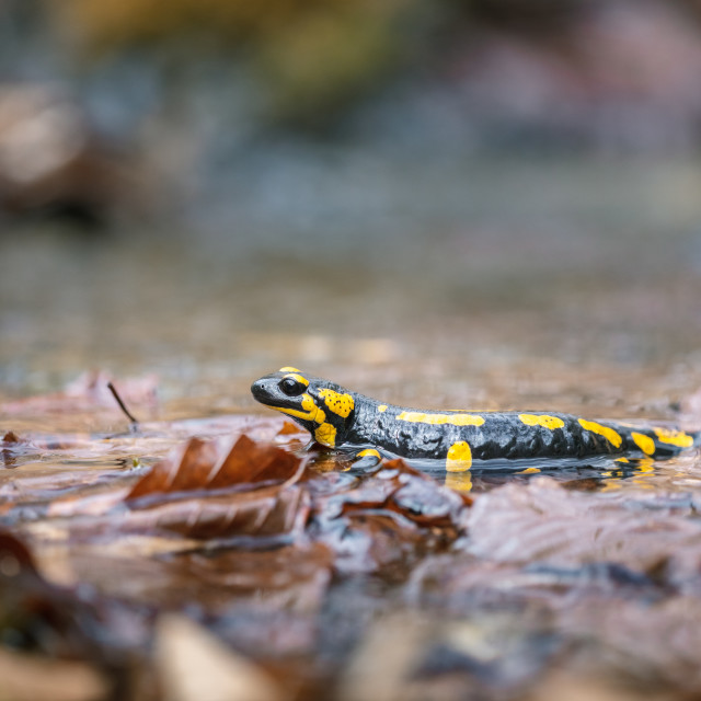 "Fire salamander" by Tiberiu Sahlean - $3.72 "Fire salamander" stock image