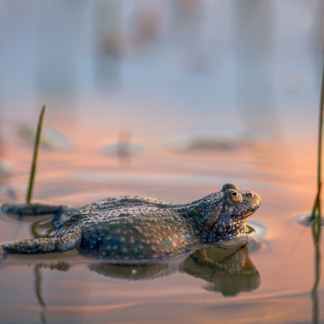 "Yellow-bellied toad" by Tiberiu Sahlean - $6.21 "Yellow-bellied toad" stock image