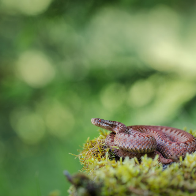"Common adder" by Tiberiu Sahlean - $6.14 "Common adder" stock image