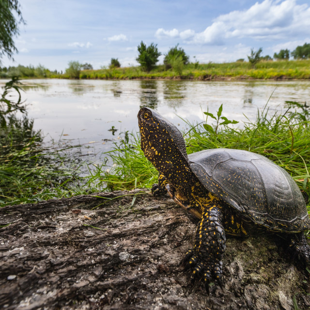 "European pond turtle" by Tiberiu Sahlean - $6.14 "European pond turtle" stock image