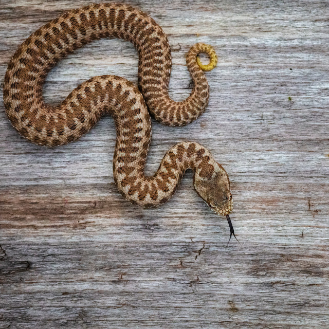 "Common adder" by Tiberiu Sahlean - $3.68 "Common adder" stock image