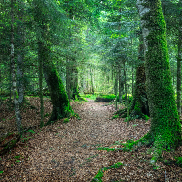 "Narrow path" by Tiberiu Sahlean - $3.72 "Narrow path" stock image