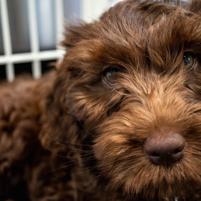 "Close-up of a Puppy" by Justin Mueller - £10.00 "Close-up of a Puppy" stock image