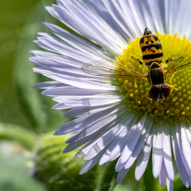 "Bug on Daisy" by Justin Mueller - £10.00 "Bug on Daisy" stock image