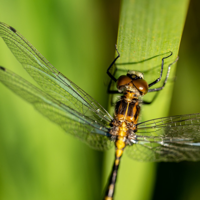 "Dragonfly Close Crop on a Reed" by Justin Mueller - £10.00 "Dragonfly Close Crop on a Reed" stock image