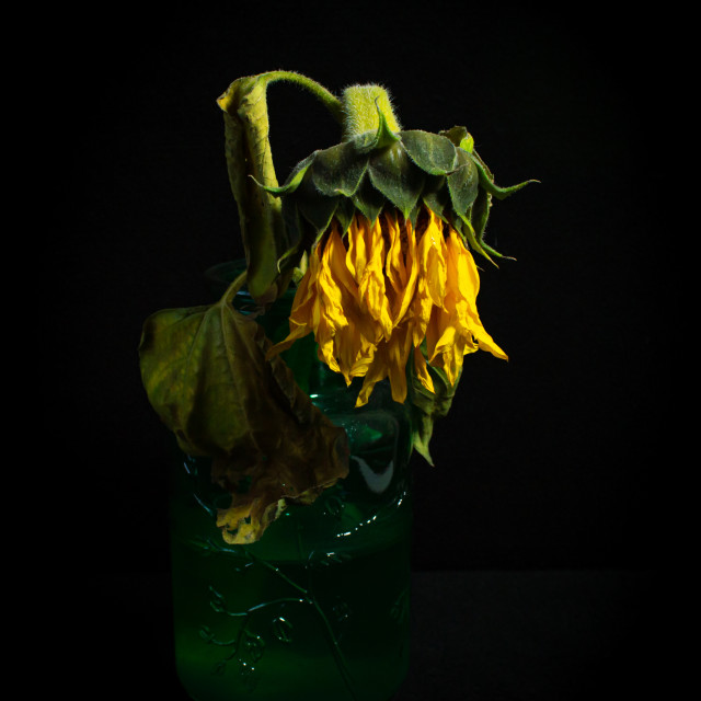 A Dying Sunflower License Download Or Print For 12 40 Photos