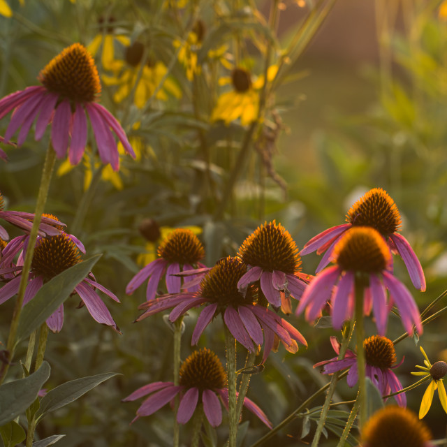 "Purple Coneflowers in a Field at Sunset" by Justin Mueller - £10.00 "Purple Coneflowers in a Field at Sunset" stock image