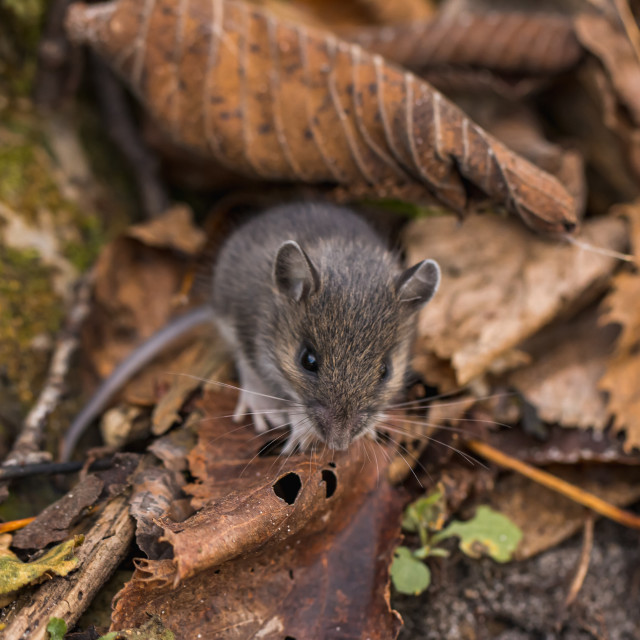 "Field Mouse Looking Up From Leaves" by Justin Mueller - £10.00 "Field Mouse Looking Up From Leaves" stock image