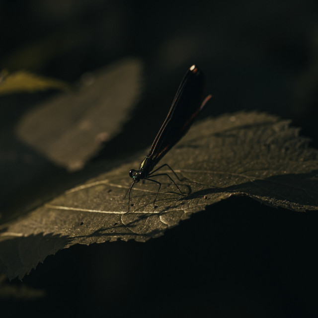 "Damselfly on a Leaf" by Justin Mueller - £10.00 "Damselfly on a Leaf" stock image