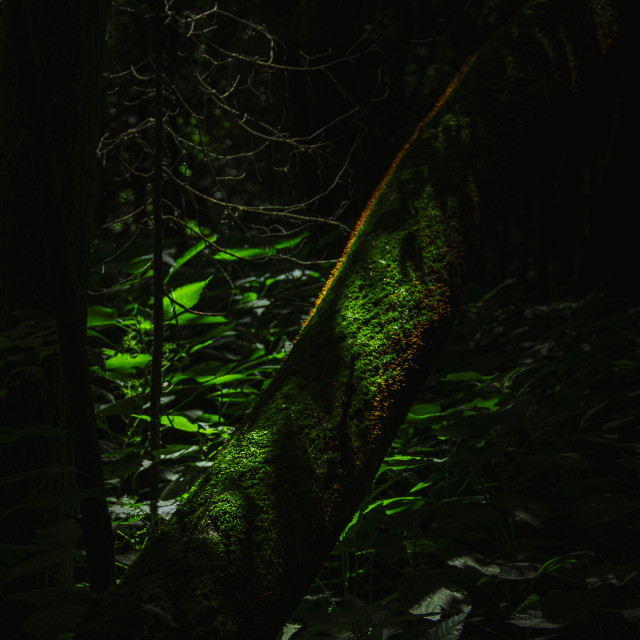 "Mossy Log in a Dark Forest" by Justin Mueller - £10.00 "Mossy Log in a Dark Forest" stock image