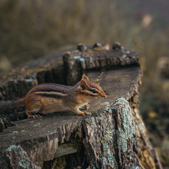 "Chipmunk Watching from a Stump" by Justin Mueller - £10.00 "Chipmunk Watching from a Stump" stock image