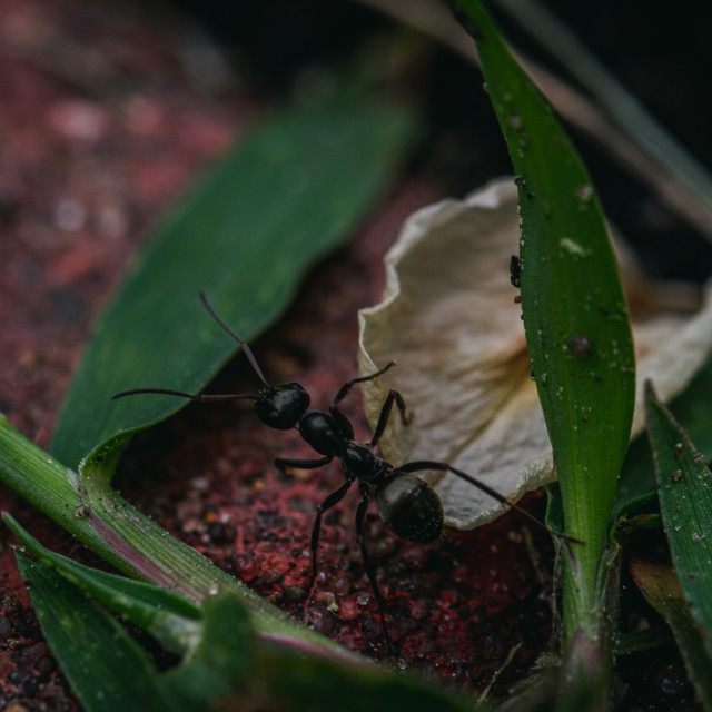 "Ant on a Fallen Flower" by Justin Mueller - £10.00 "Ant on a Fallen Flower" stock image
