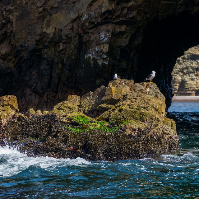 "Birds Sitting on a Rock in Ocean by a Sea Cave" by Justin Mueller - £10.00 "Birds Sitting on a Rock in Ocean by a Sea Cave" stock image