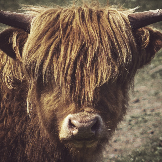 "Heilan Coo on Mull" stock image