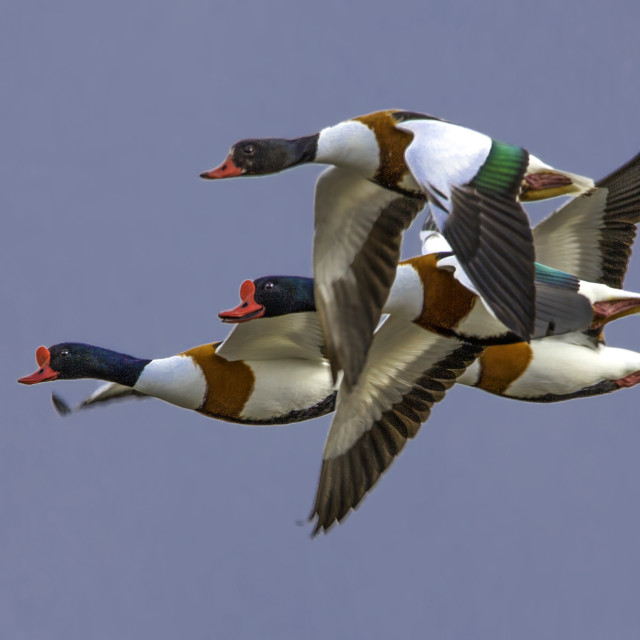 "Shelducks over the Cromarty Firth" stock image