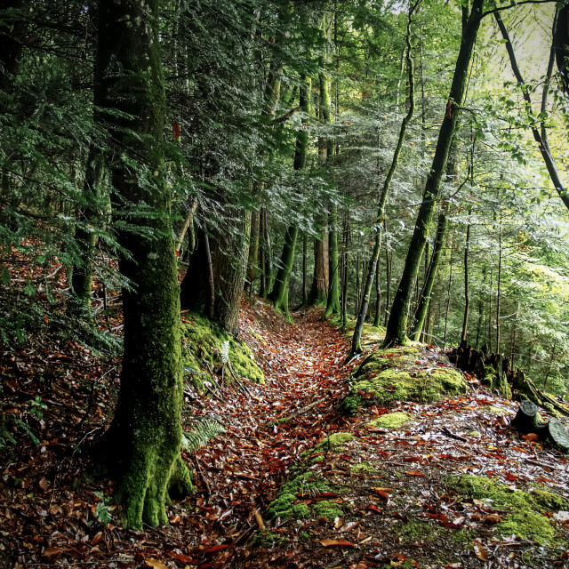 "Woodland Trail." stock image